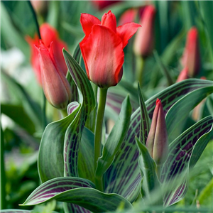 Tulip (Dwarf) 'Red Riding Hood'. Loose Per 10 Bulbs.